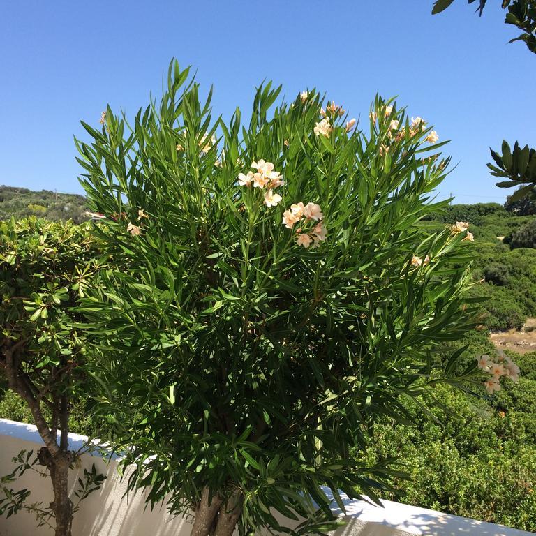 Sea Breeze Apartments Chios Monolia المظهر الخارجي الصورة